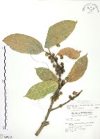 對葉榕藏品圖，第1張