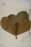 欖仁藏品圖，第1張