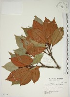 大野牡丹藏品圖，第1張