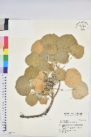 圓葉血桐藏品圖，第1張