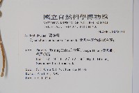 蘭嶼牛皮消、蘭嶼白薇藏品圖，第2張