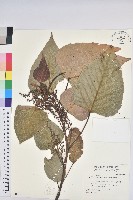 紅肉橙蘭、華血桐藏品圖，第1張