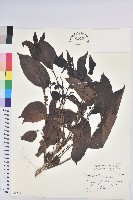 披針葉饅頭果藏品圖，第1張