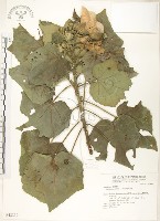 山芙蓉、臺灣山芙蓉、狗頭芙蓉藏品圖，第1張