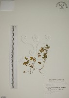 酢漿草藏品圖，第1張