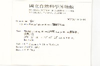 蘭嶼木耳菜藏品圖，第2張