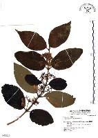 杜虹花，台灣紫珠藏品圖，第1張