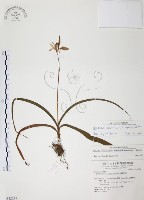 臺灣白及藏品圖，第1張