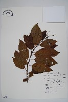 厚殼樹藏品圖，第1張