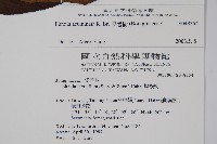 厚殼樹藏品圖，第2張