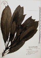 海檬果藏品圖，第1張