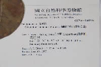 蘭嶼牛皮消、蘭嶼白薇藏品圖，第2張