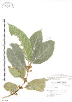 對葉榕藏品圖，第1張