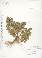 茅毛珍珠菜藏品圖，第1張