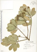 蘭嶼樹杞、蘭嶼紫金牛藏品圖，第1張