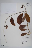 爬森藤藏品圖，第1張