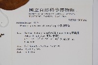 多子漿果莧藏品圖，第2張