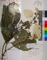 大葉玉葉金花藏品圖，第1張