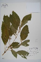 日本牛膝藏品圖，第1張