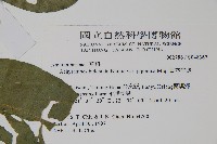 日本牛膝藏品圖，第2張