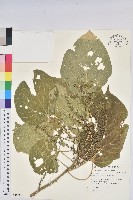 花蓮鐵莧、臺東鐵莧藏品圖，第1張