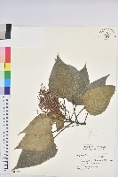 紅肉橙蘭、華血桐藏品圖，第1張