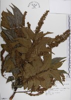 番龍眼藏品圖，第1張