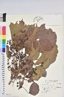 茄苳、重陽木藏品圖，第1張