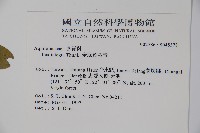 全緣葉冬青藏品圖，第2張