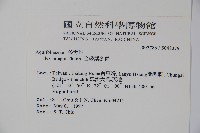 全緣葉冬青藏品圖，第2張