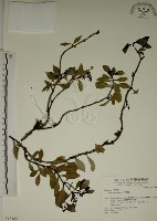 拎壁龍藏品圖，第1張