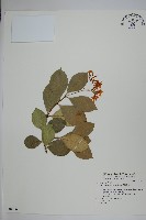 蘭嶼絡石藏品圖，第1張