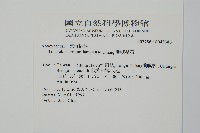 蘭嶼絡石藏品圖，第2張