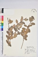 凹葉越橘藏品圖，第1張