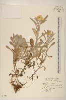 鼠麴草藏品圖，第1張