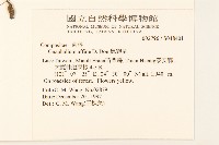 鼠麴草藏品圖，第2張