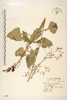 臺灣福王草藏品圖，第1張