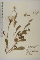 毛將軍藏品圖，第1張