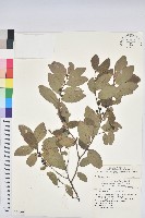 土密樹藏品圖，第1張