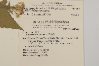 香澤蘭、飛機草藏品圖，第2張