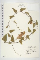 盒果藤藏品圖，第1張