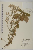 裂葉艾納香藏品圖，第1張