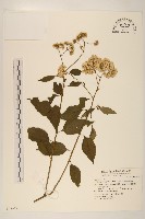 小舌菊、蔓綿菜藏品圖，第1張