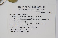 武靴藤藏品圖，第2張