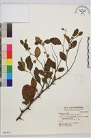 馬甲子藏品圖，第2張