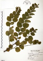 馬甲子藏品圖，第1張