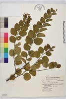 馬甲子藏品圖，第2張