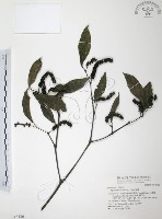 風藤藏品圖，第1張