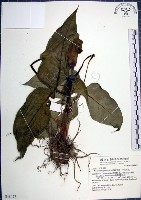 申跋、油跋、小天南星藏品圖，第1張