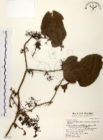 糙莖菝契藏品圖，第1張